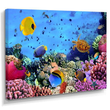 Coral Colony and Coral Fishes